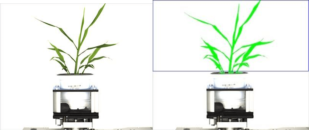 PlantCV measuring the leaves of a plant in the farm